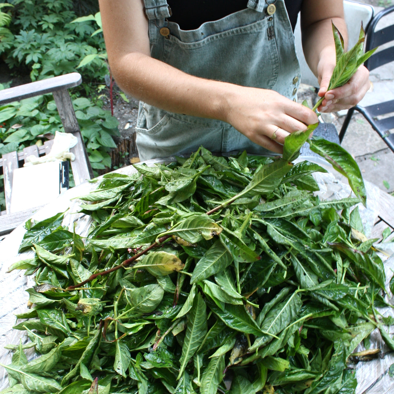 Experiments in Natural Dyeing: Fresh Indigo (Polygonum tinctorium)