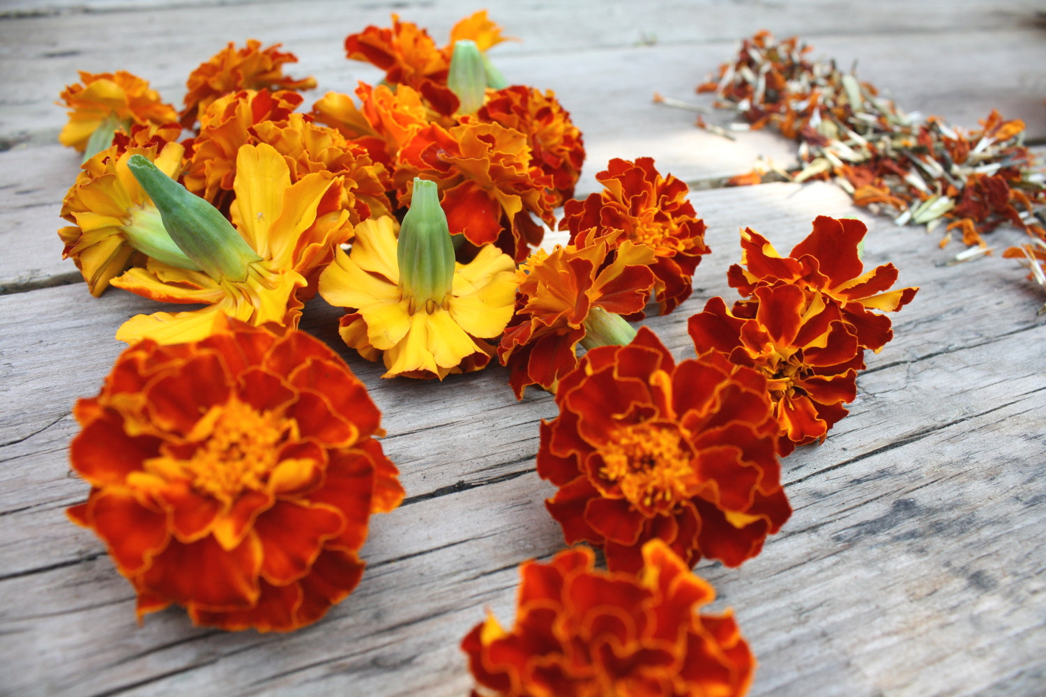 Organic Marigold Natural Dye for dyeing rich yellows and olives, grown in Toronto, 10g