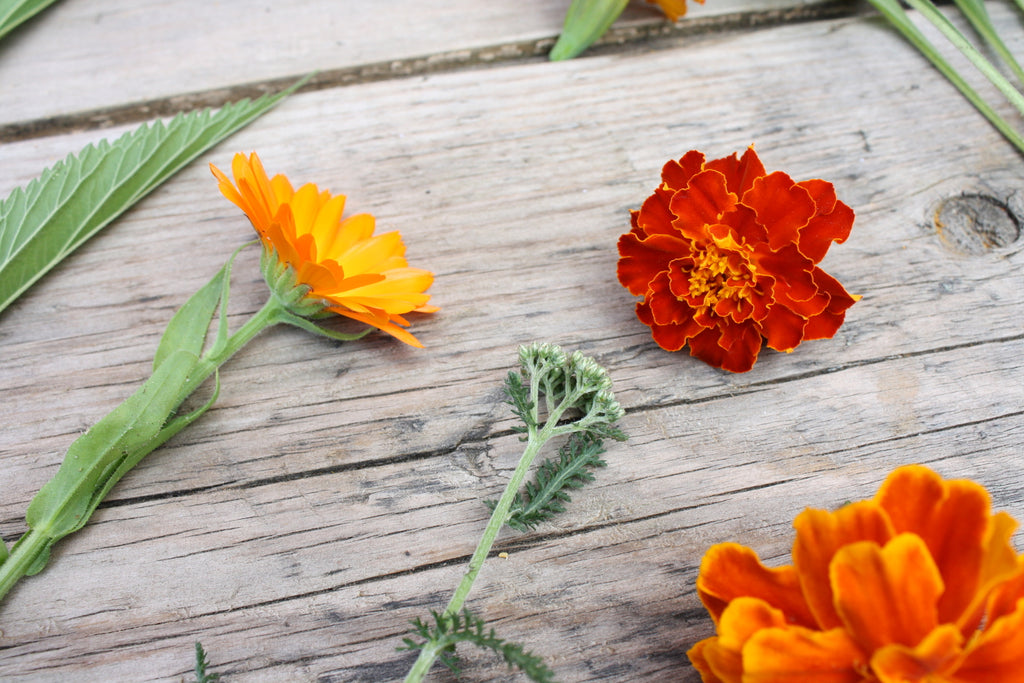 Dye Plant Seeds, Grow Your Own Dye Garden