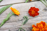 Dye Plant Seeds, Grow Your Own Dye Garden